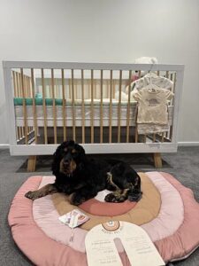 Woodland Pocket Spring Cot Mattress